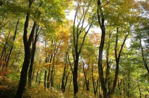 太平山写真・秋2
